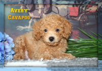 Avery Male Cavapoo $735