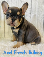 Axel Male AKC French Bulldog $3200