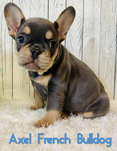 Axel Male AKC French Bulldog $3200