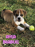 Ayla Female Beabull $850