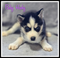 Baby Female APRI Siberian Husky $750