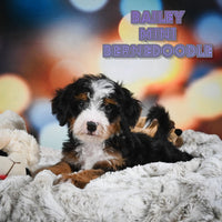 Mini Bernedoodle