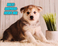 Balto Male Shepherd Husky Mix $1500