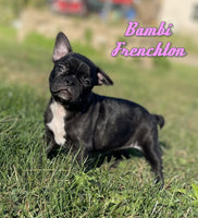 Bambi Female Frenchton $1125