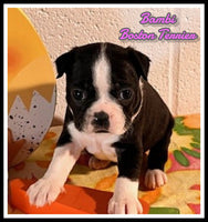 Bambi Female AKC Boston Terrier $850