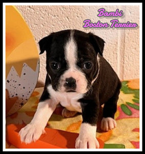 Boston Terrier
