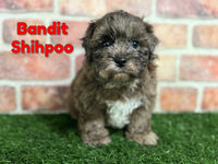 Bandit Male Shihpoo $1200
