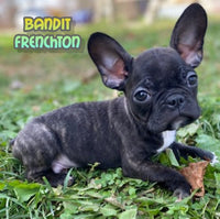 Bandit Male Frenchton $1100