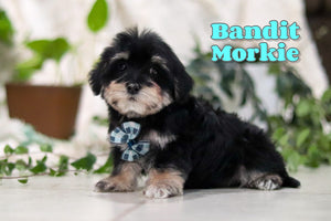 Morkie