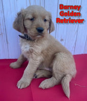 Barney Male Golden Retriever $850