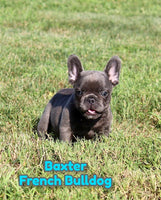 Baxter Male AKC French Bulldog $1495