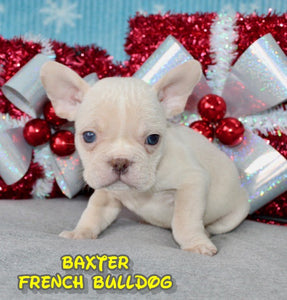 French Bulldog