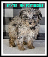 Baxter Male Mini Portidoodle $1395