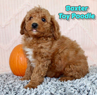 Baxter Male AKC Toy Poodle $875