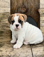 Beabull