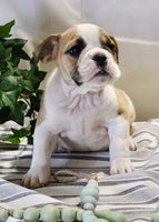 Beabull 