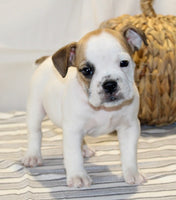 Beabull 