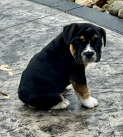 Beabull