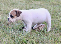 Beabull 