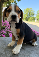Beabull