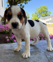 Beabull