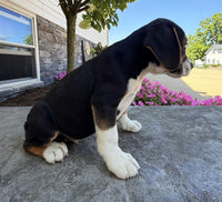 Beabull