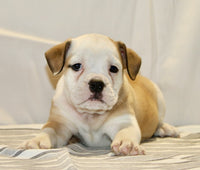 Beabull 
