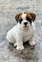  Beabull