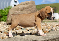 Beabull
