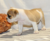 Beabull 
