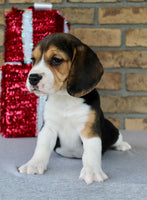 Beagle