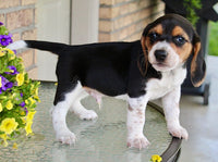Beagle