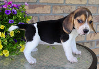 Beagle