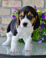 Beagle