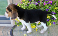 Beagle