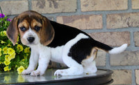 Beagle