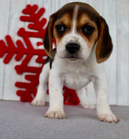 Beagle