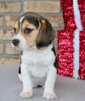 Beagle