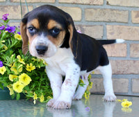 Beagle