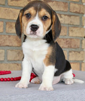 Beagle