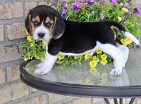 Beagle
