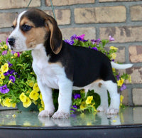 Beagle