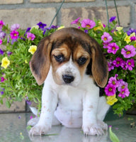 Beagle