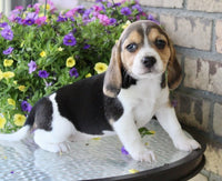 Beagle