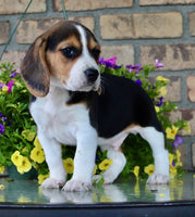 Beagle