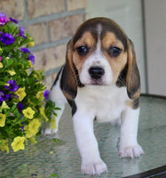 Beagle