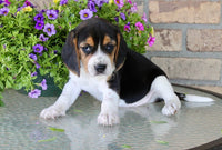 Beagle