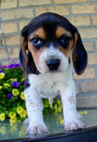 Beagle