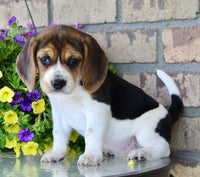 Beagle