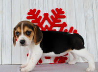 Beagle